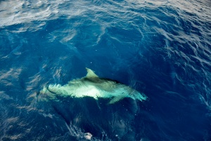 Dolphin at our bow